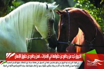 الخيول تجد من يدافع عن حقوقها في الإمارات .. فمن يدافع عن حقوق الإنسان